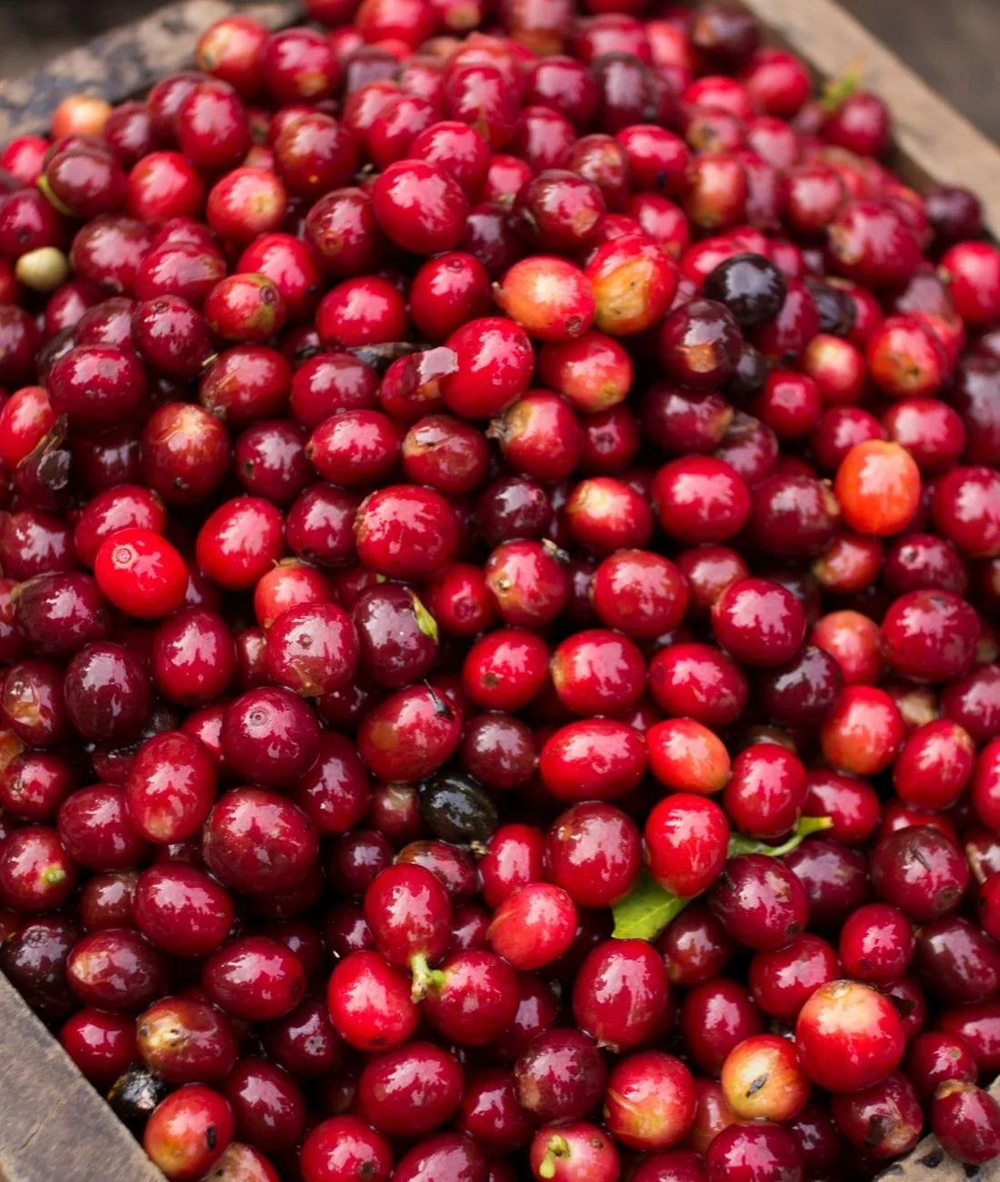 Fruits du caféier rouges