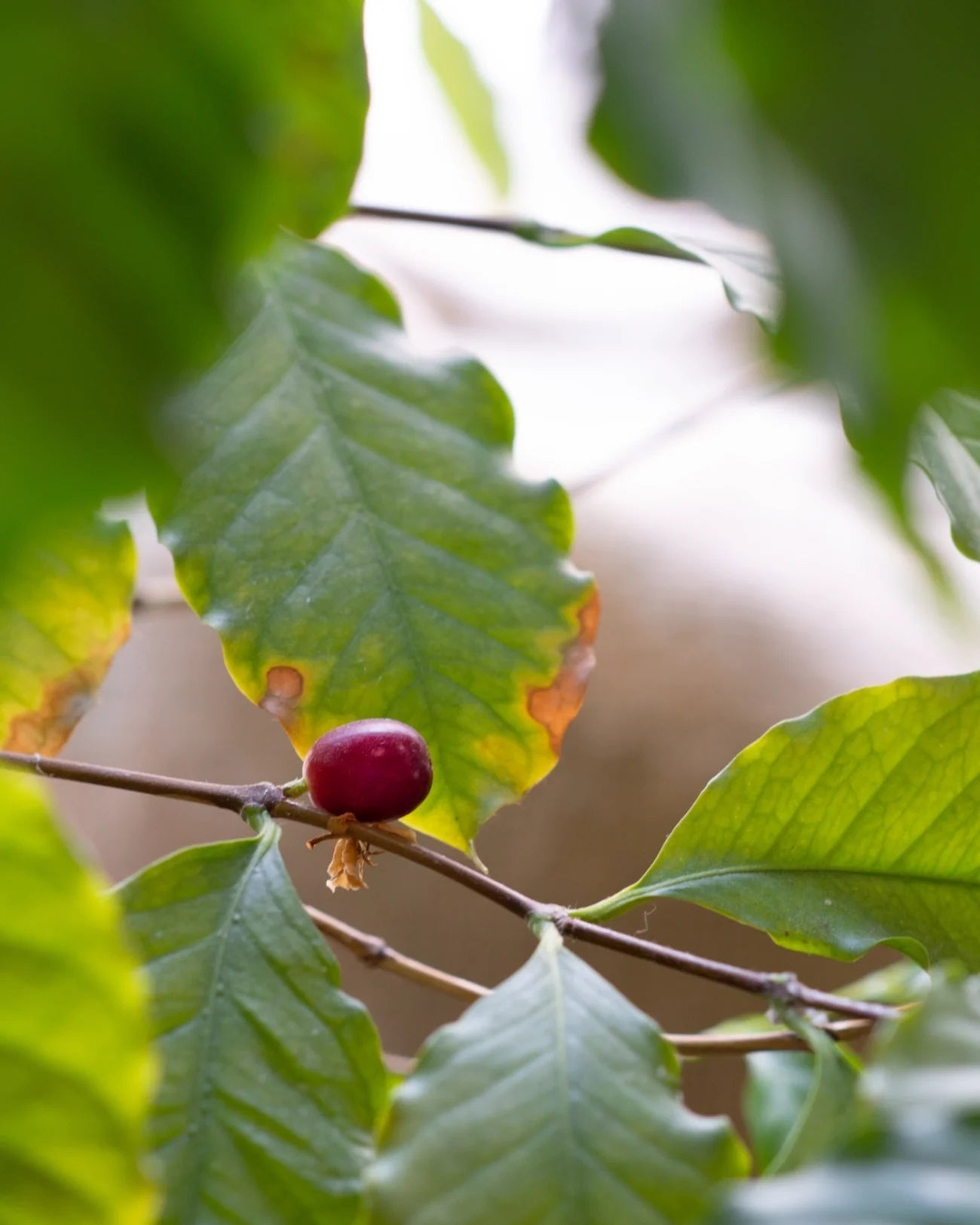 Petit grain rouge sur une branche de caféier