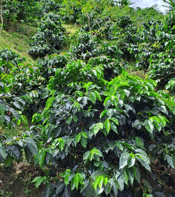Café Arabica NASA WESX BIO CAFE GRAIN LOUTSA Torréfacteur