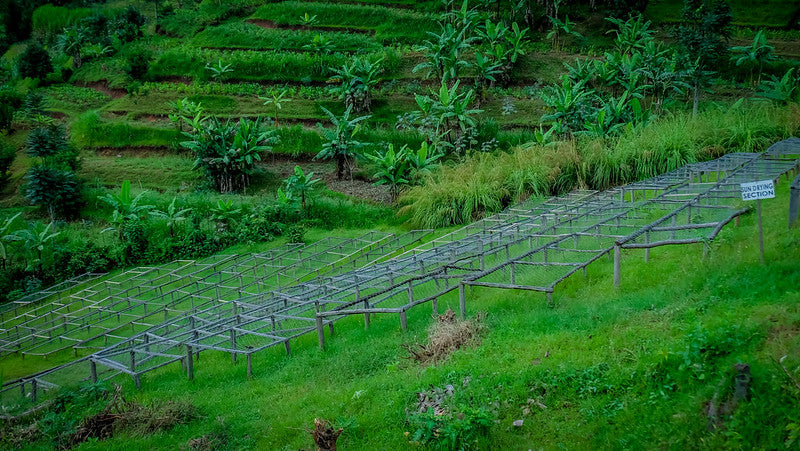 Une rangée de lits de séchage dans un champ verdoyant sous un ciel dégagé.