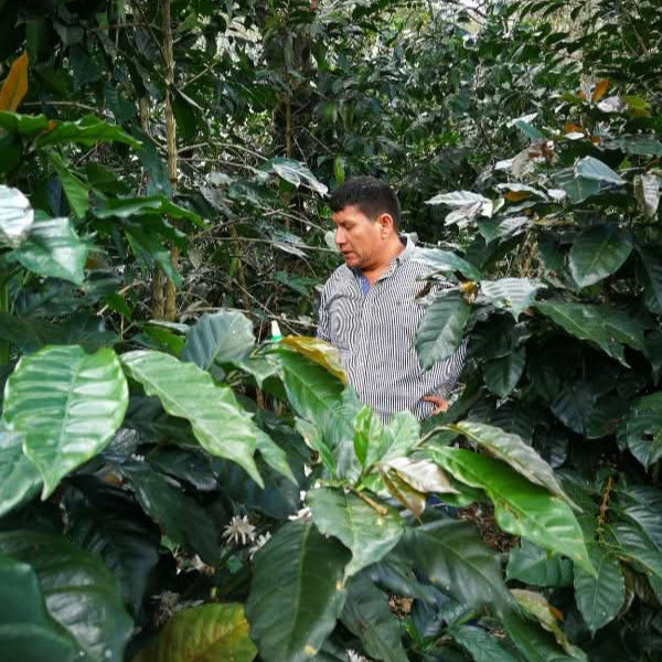 Abonnement Café PEROU BIO - LOUTSA Torréfacteur