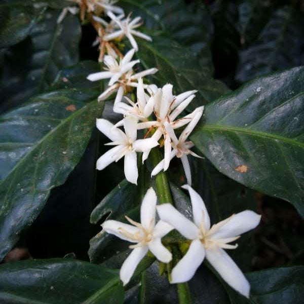 Abonnement Café PEROU BIO - LOUTSA Torréfacteur