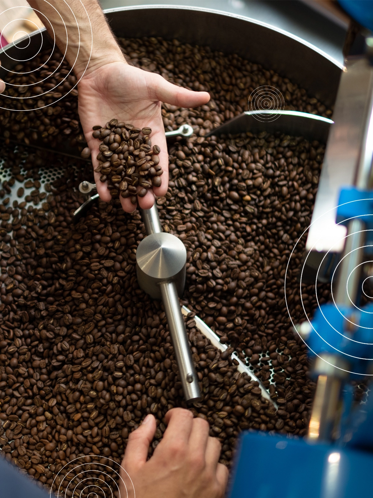 Grains de café fraîchement torréfiés dans une machine de torréfaction artisanale, une main les examine pour contrôler leur qualité.