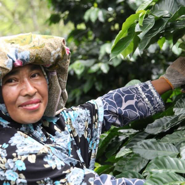 Café bio Indonésie KETIARA GAYO - LOUTSA Torréfacteur