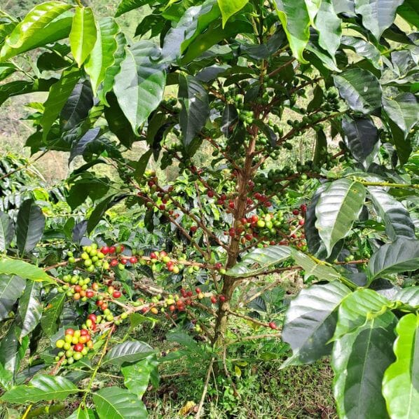 Café Colombie EL MARCHITO - LOUTSA Torréfacteur
