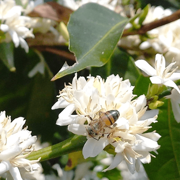 Café Costa Rica EL FUEGO6 - LOUTSA Torréfacteur