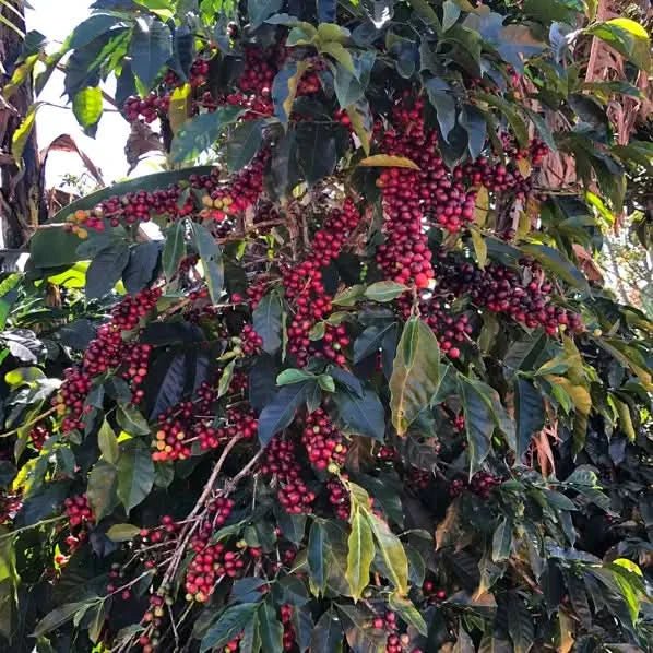 Café Costa Rica SANTA ROSA café tarrazu - LOUTSA Torréfacteur