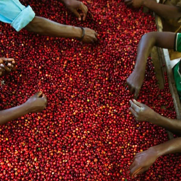 Café FILTRE TRIO - LOUTSA Torréfacteur