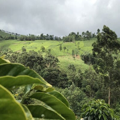 Café grain EXPRESSO TRIO - LOUTSA Torréfacteur