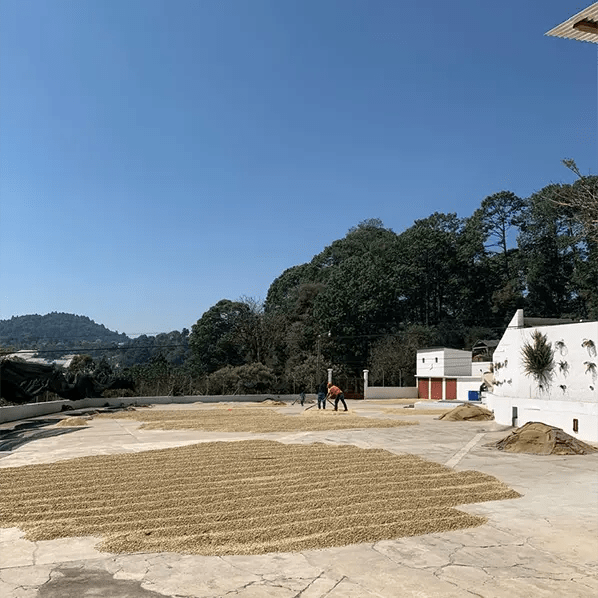 Café Guatemala OCANA - LOUTSA Torréfacteur