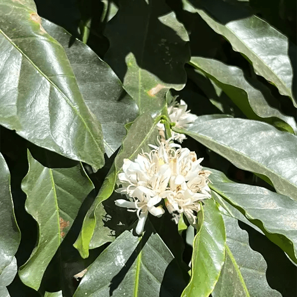 Café Guatemala OCANA - LOUTSA Torréfacteur
