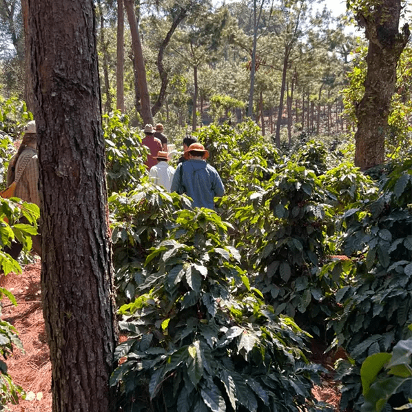 Café Guatemala OCANA - LOUTSA Torréfacteur