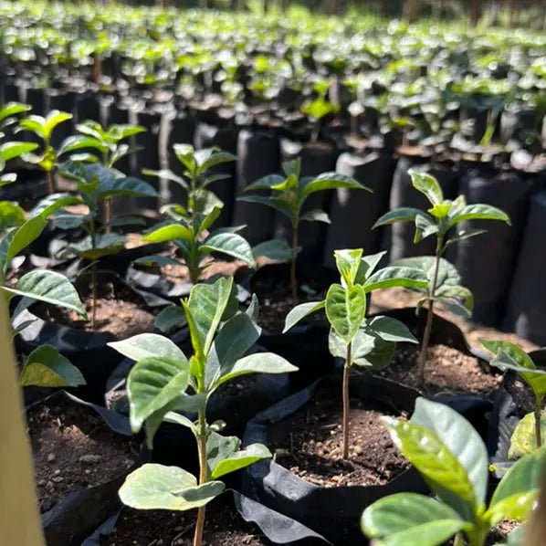 Café Guatemala OCANA - LOUTSA Torréfacteur
