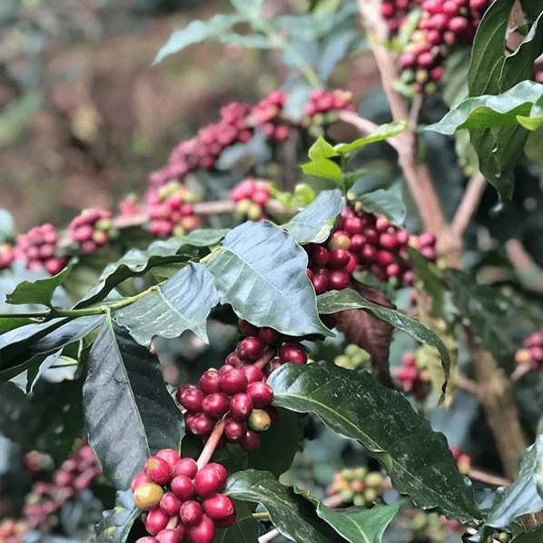 Café Indien NERIE édition limitée - LOUTSA Torréfacteur