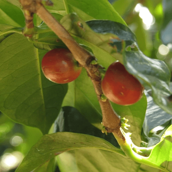 Café Indonésie KERINCI - LOUTSA Torréfacteur