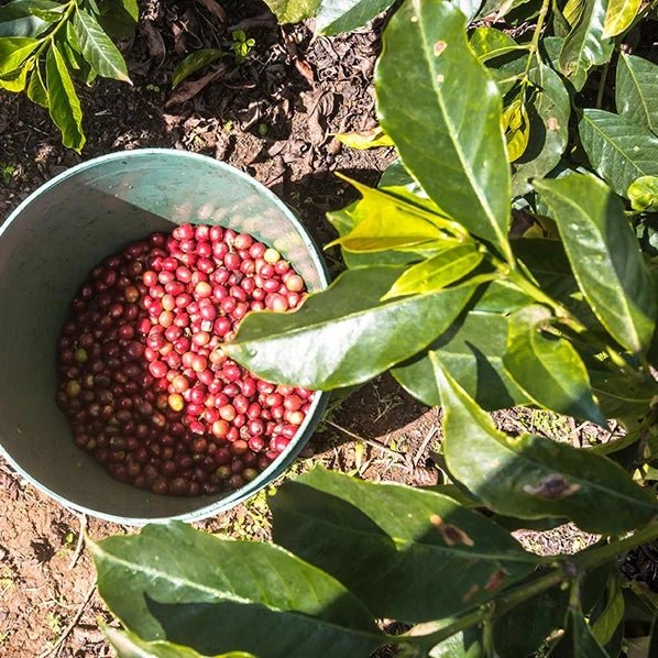 Café Indonésie KERINCI - LOUTSA Torréfacteur