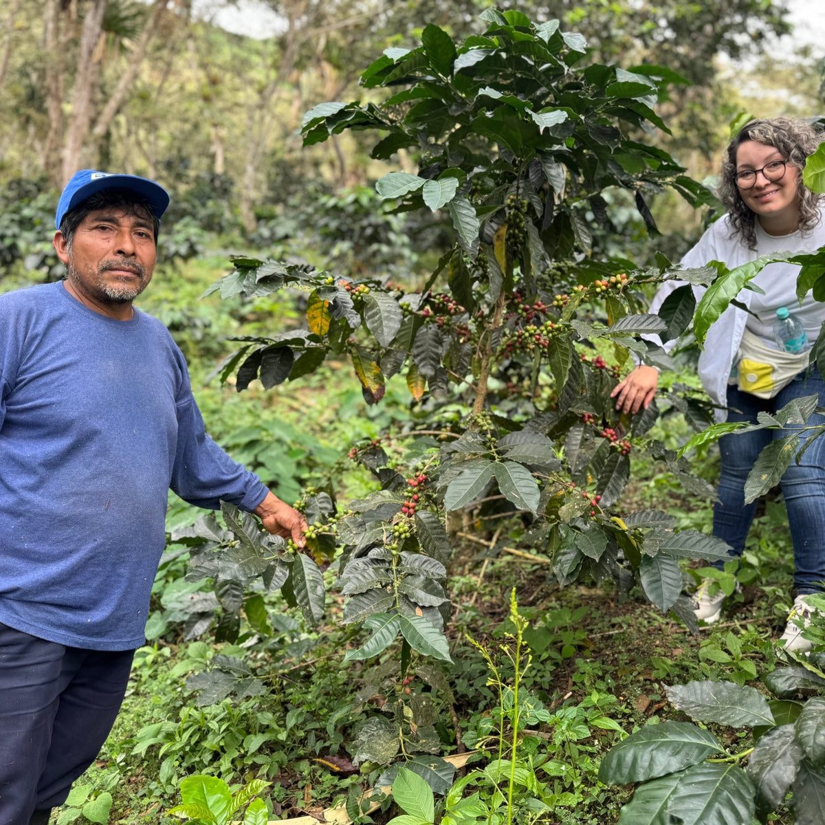 CAFÉ PÉROU PACHAMAMA BIO - LOUTSA Torréfacteur