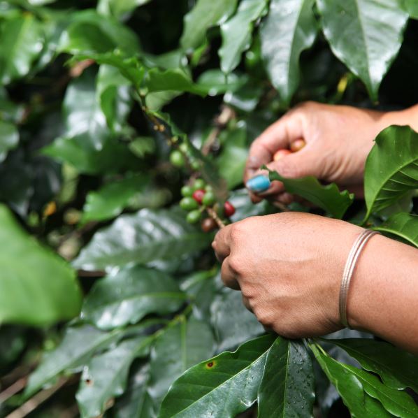 Café RIO COCO Nicaragua - LOUTSA Torréfacteur