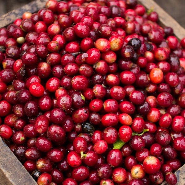 Café SOLSTICE - LOUTSA Torréfacteur