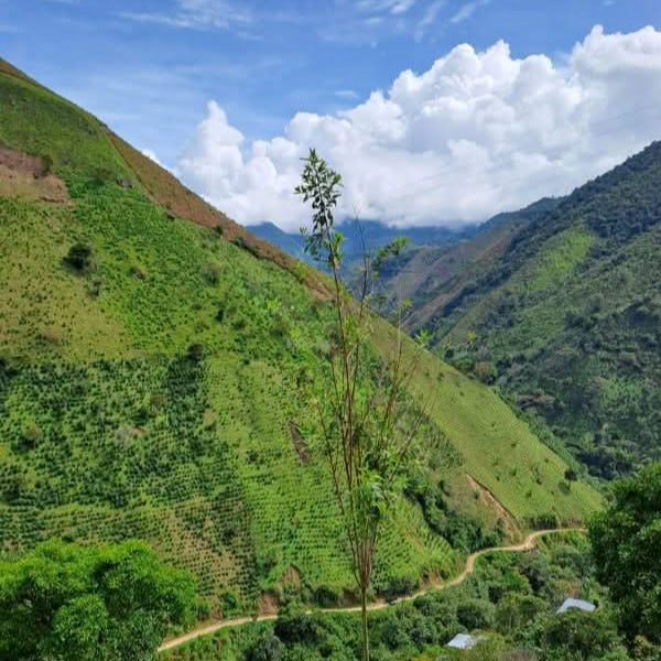 Café transporté à la voile NASA WESX - LOUTSA Torréfacteur