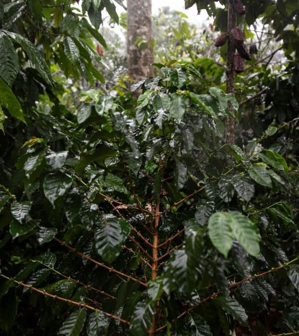 Capsules ARHUACO BIO Café Colombie - LOUTSA Torréfacteur