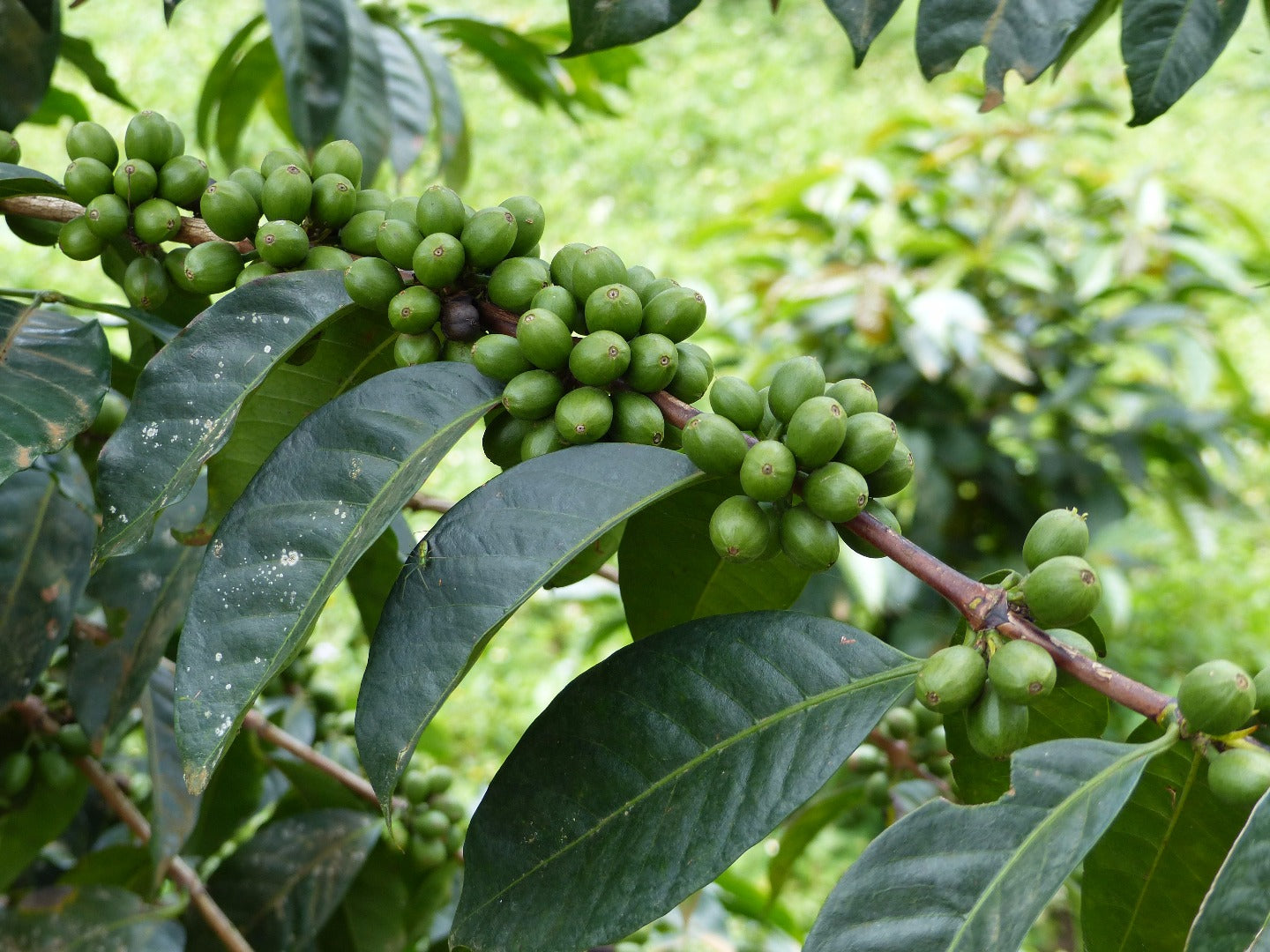 Cerises de café vertes sur leur branche