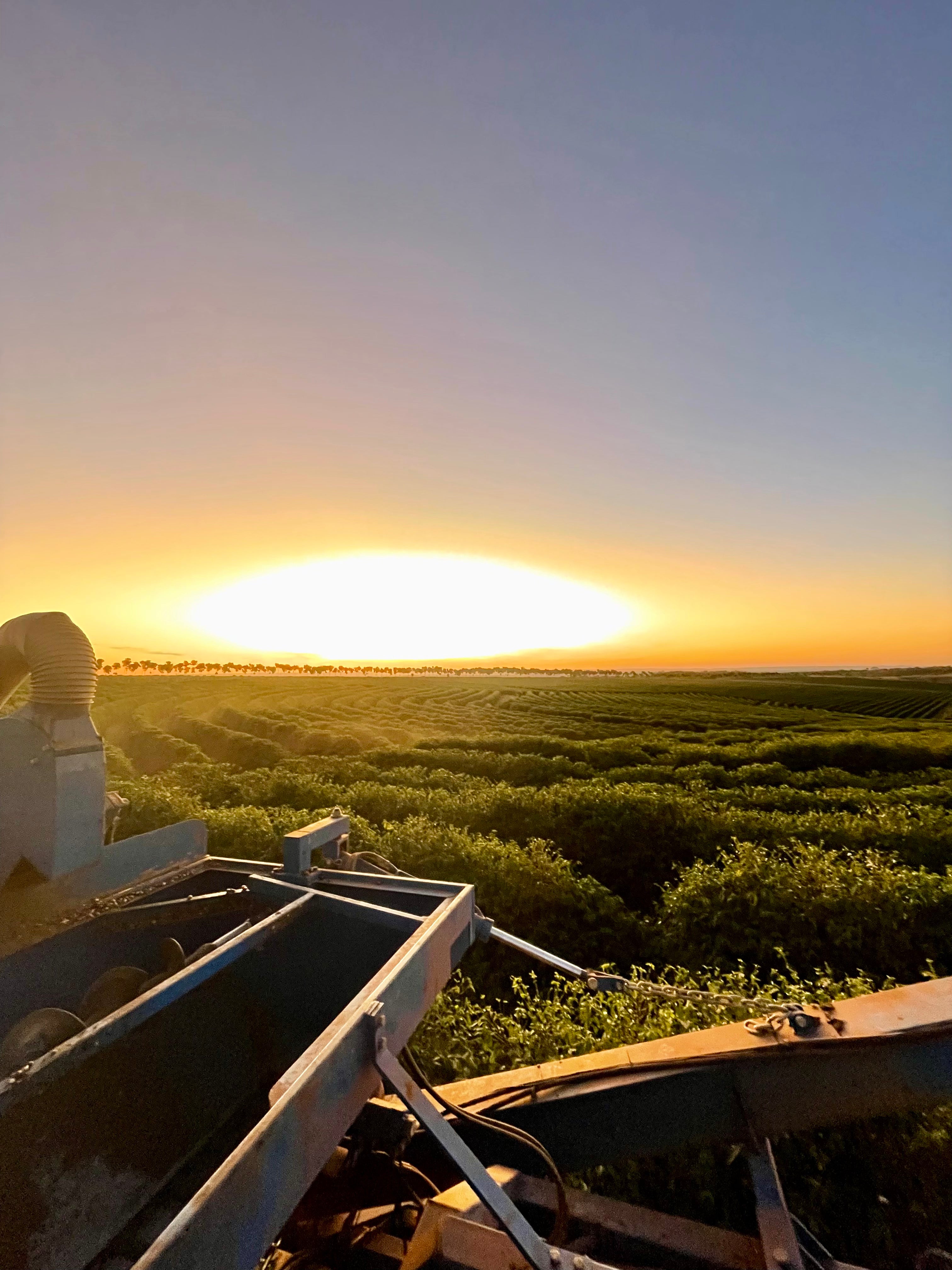 Coucher de soleil sur une plaine, où s'étendent à perte de vue des caféiers