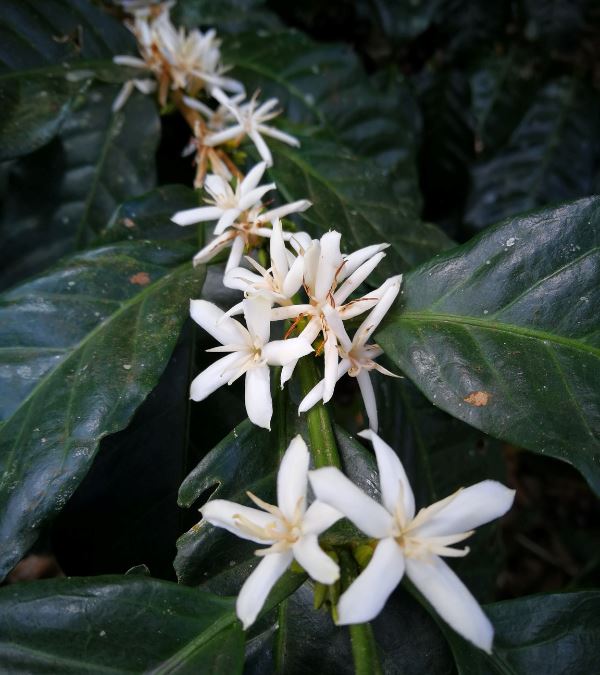 Café Arabica PROSPERIDAD BIO CAFE GRAIN LOUTSA Torréfacteur