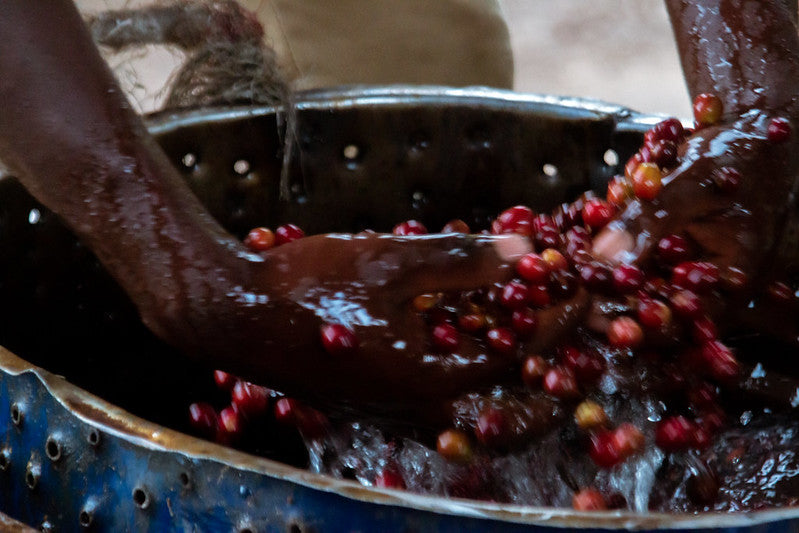 Lavage de cerises de café entières dans un seau, à la main