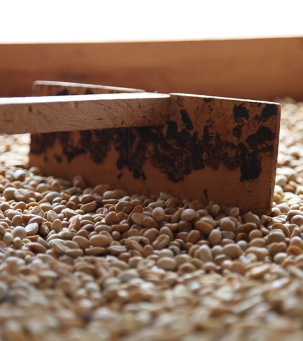 Café ESPRESSO BIO CAFE GRAIN LOUTSA Torréfacteur