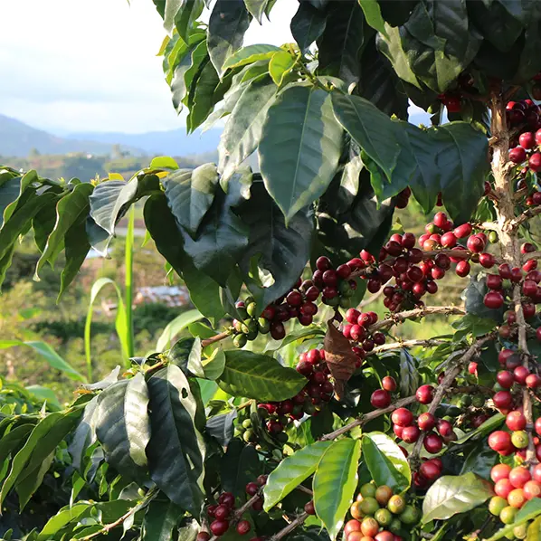 Gros plan sur une branche de caféier pleine de fruits, en fond des refliefs de Colombie.