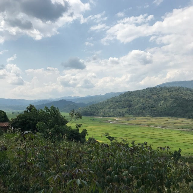 Panorama des champs de riz et des montagnes, vu d'une colline, offrant une belle perspective naturelle.