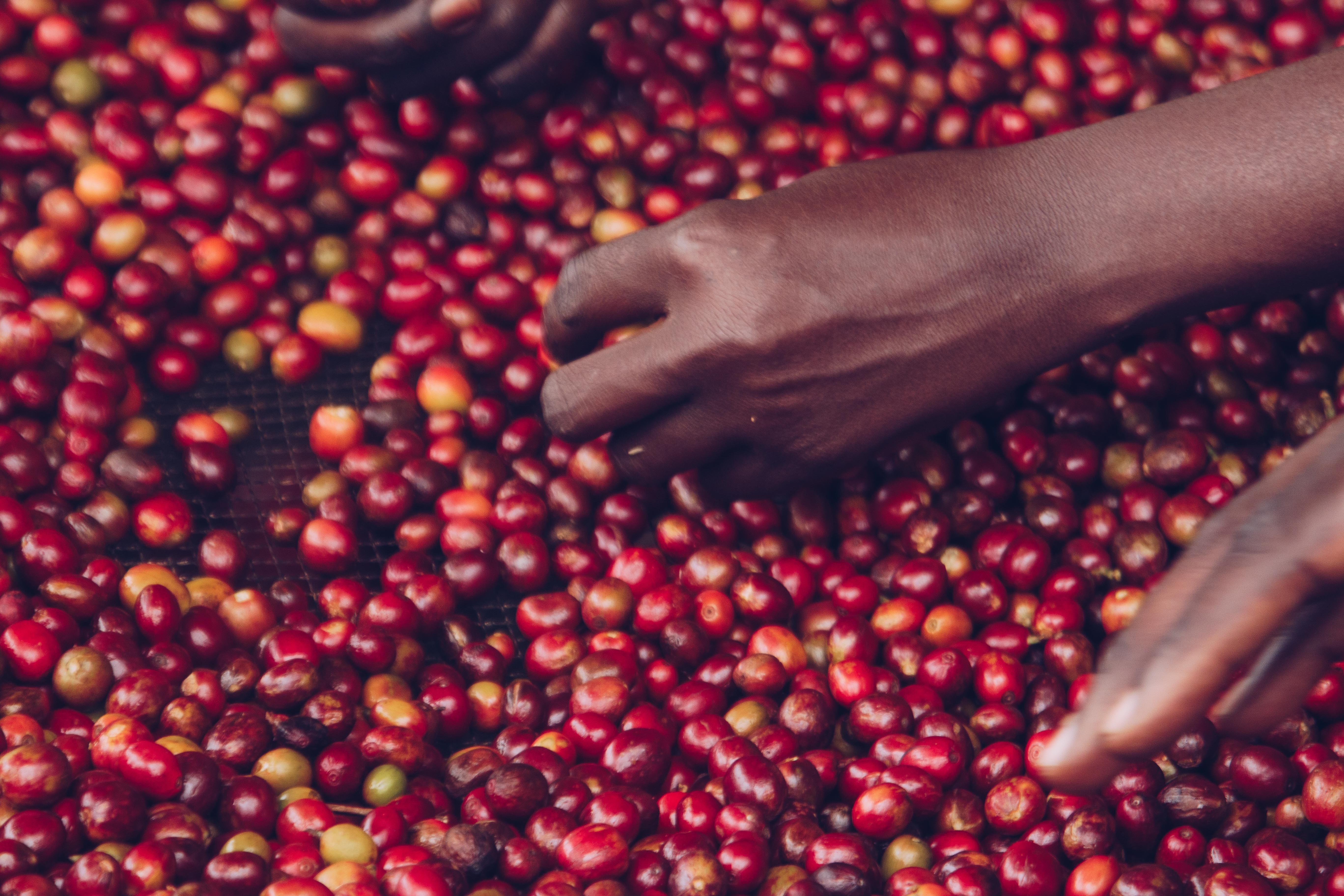 Mains triant les cerises de café à la main, sélectionnait les grains de la plus haute qualité