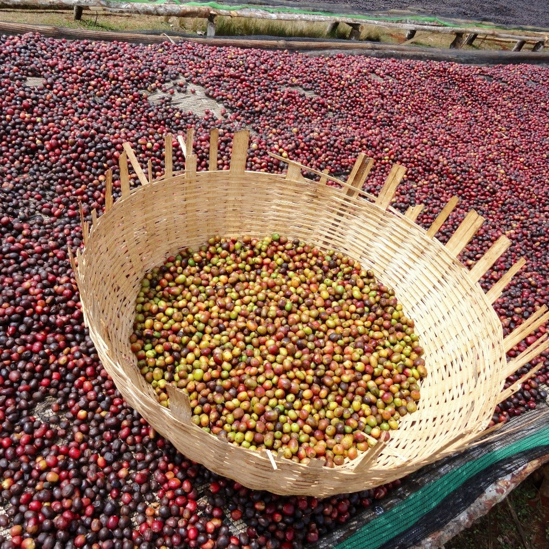 Le café chelchele d'éthiopie : floral et délicat