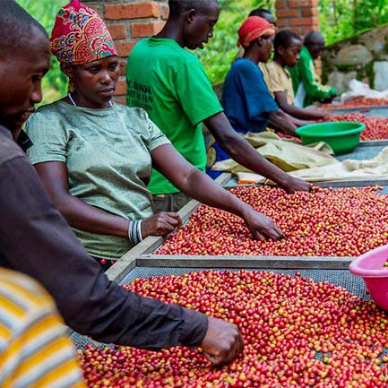 L’histoire du cafe ngororero du rwanda