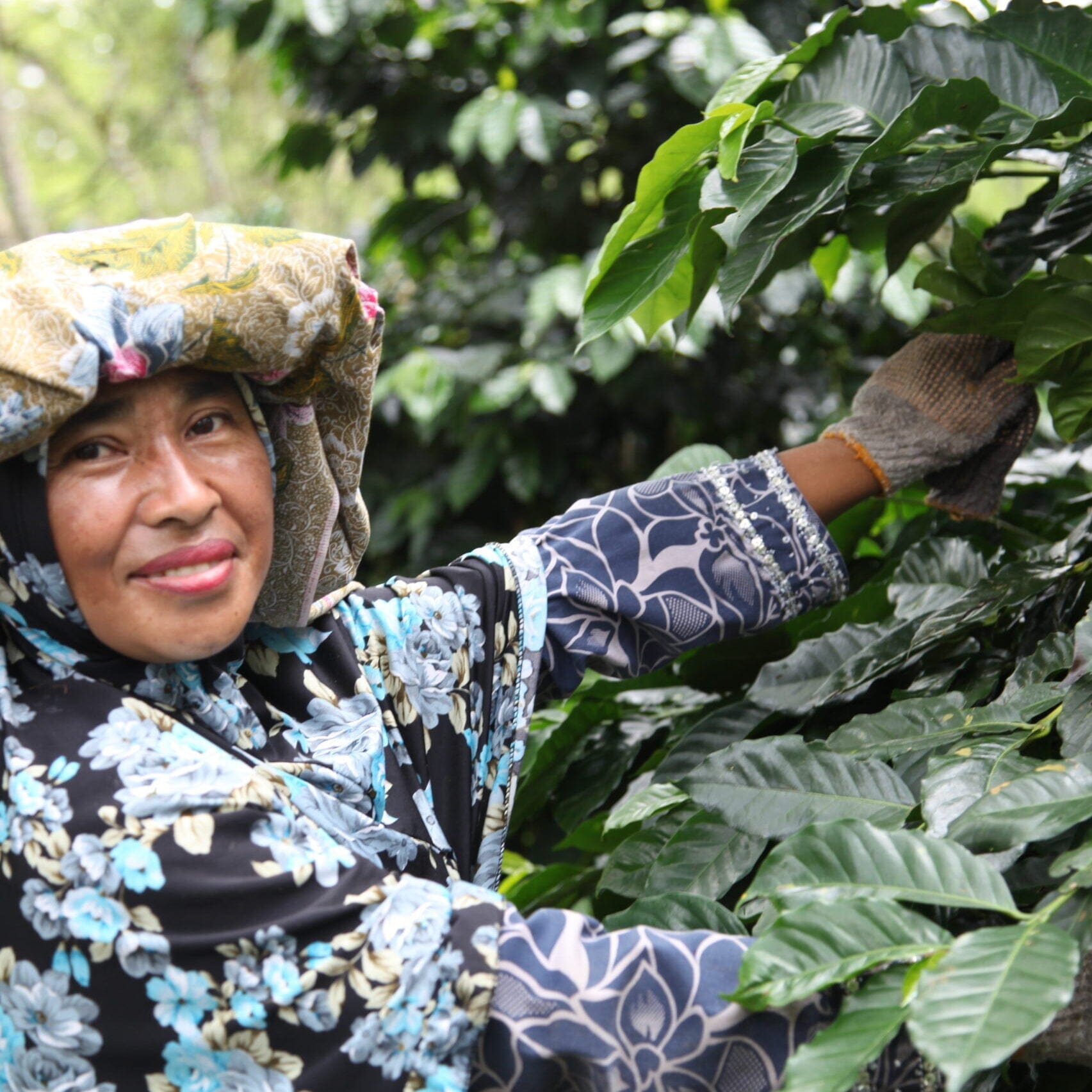Ketiara Gayo, un café de femmes - LOUTSA Torréfacteur