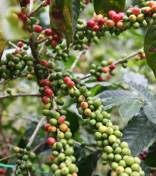Cafe DE PARIS BIO CAFE GRAIN LOUTSA Torréfacteur 