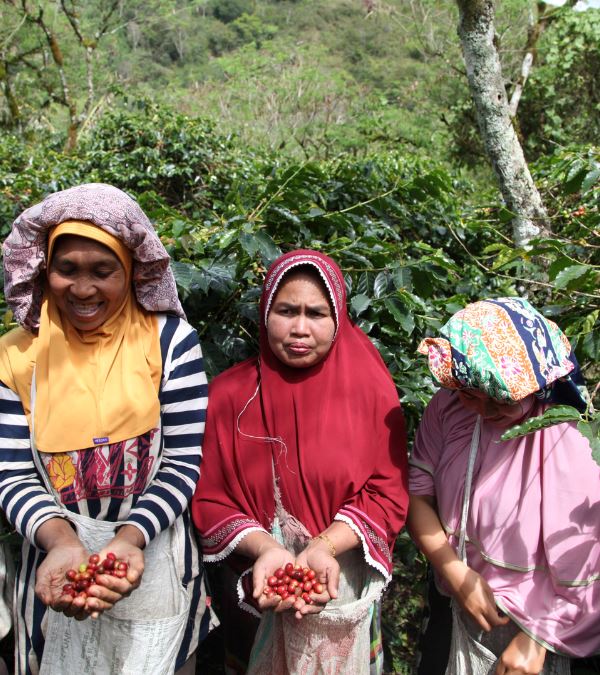 Café KETIARA GAYO BIO CAFE GRAIN LOUTSA Torréfacteur 