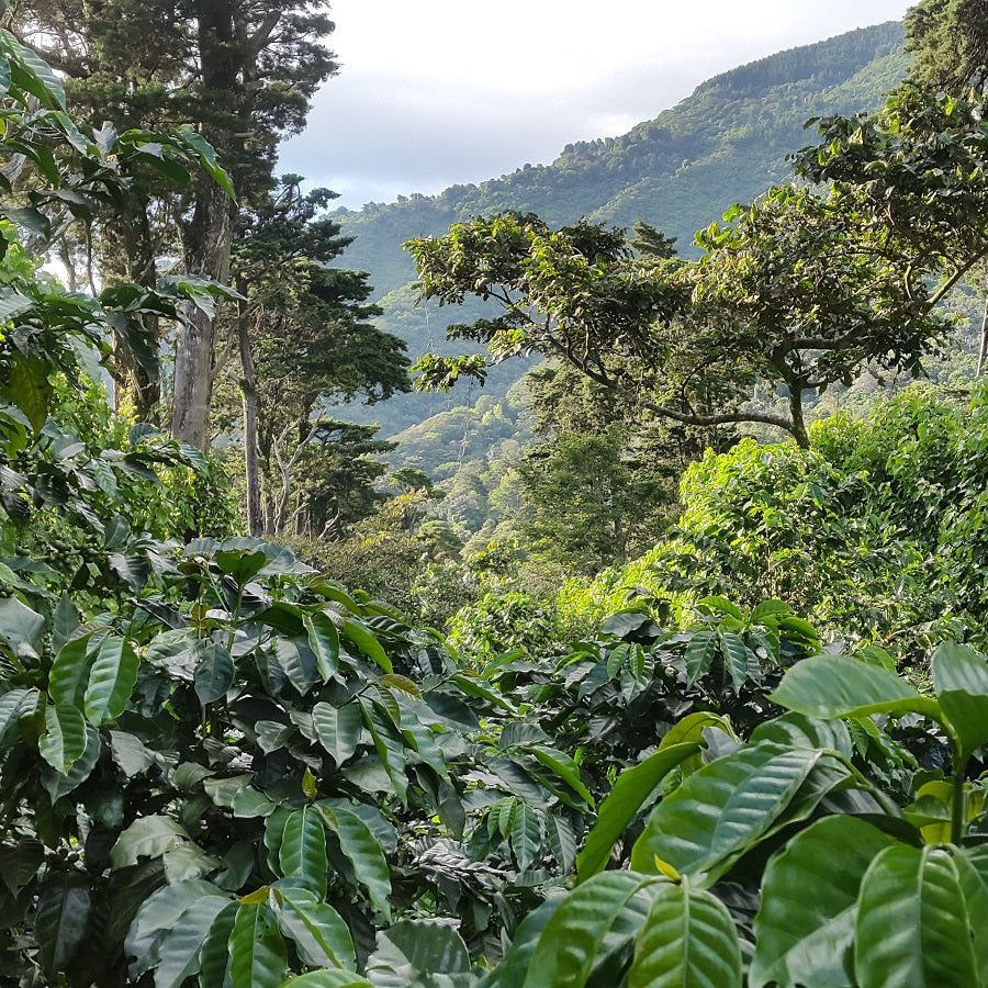 Café SALVADOR APAÑEA