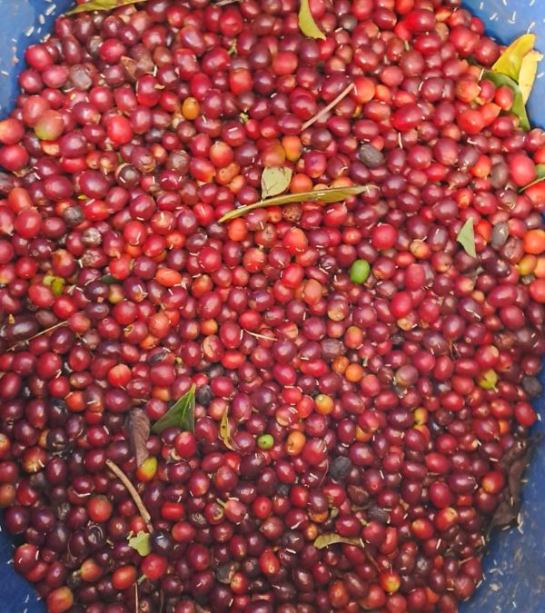 Café Arabica NASA WESX BIO CAFE GRAIN LOUTSA Torréfacteur 