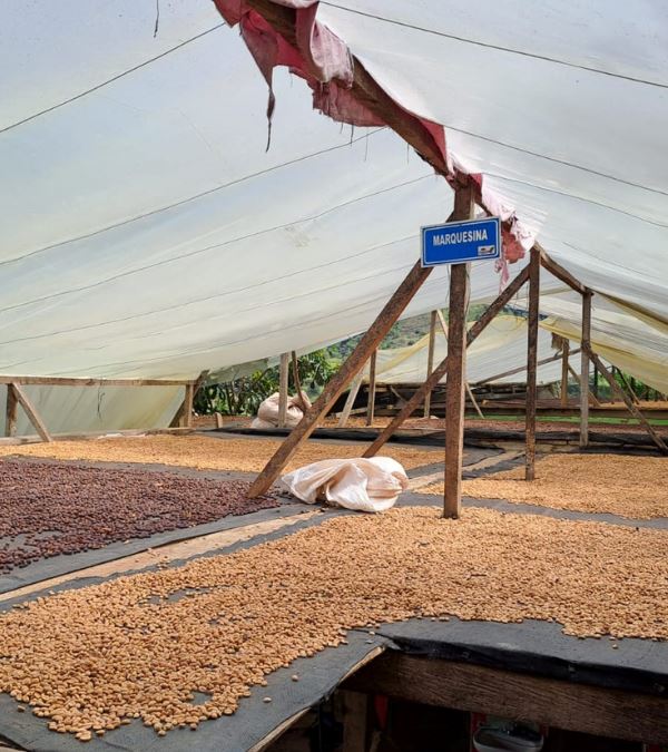 Café Arabica NASA WESX BIO CAFE GRAIN LOUTSA Torréfacteur 