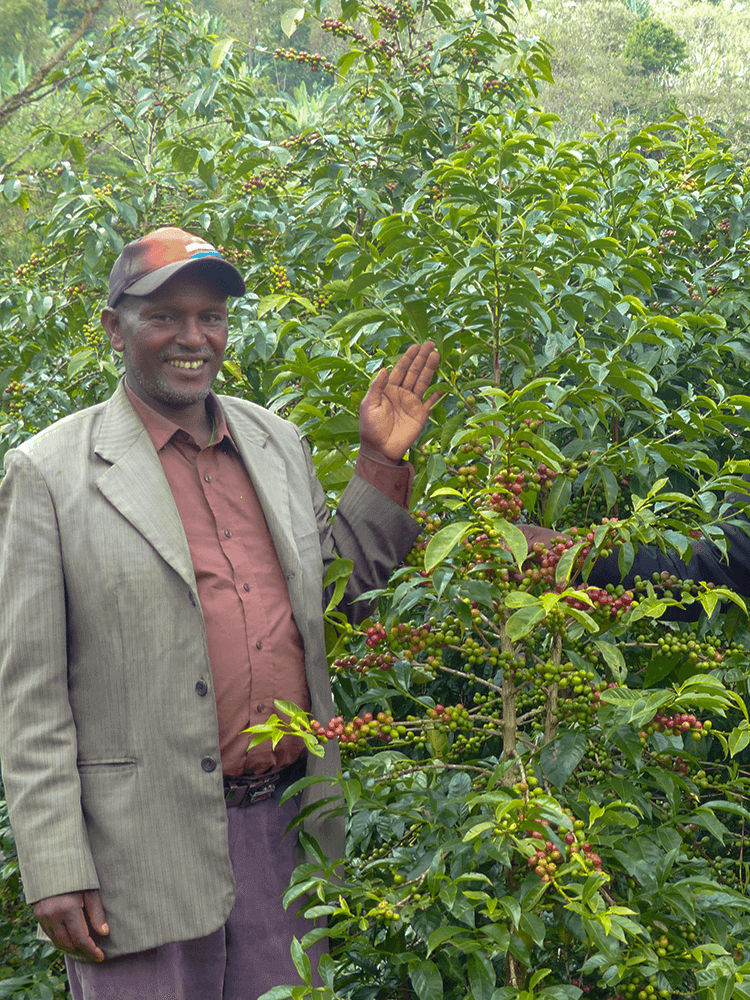 Aman Adinew, producteur, présente ses plantations de café sur place.