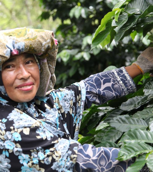 Café KETIARA GAYO BIO CAFE GRAIN LOUTSA Torréfacteur 
