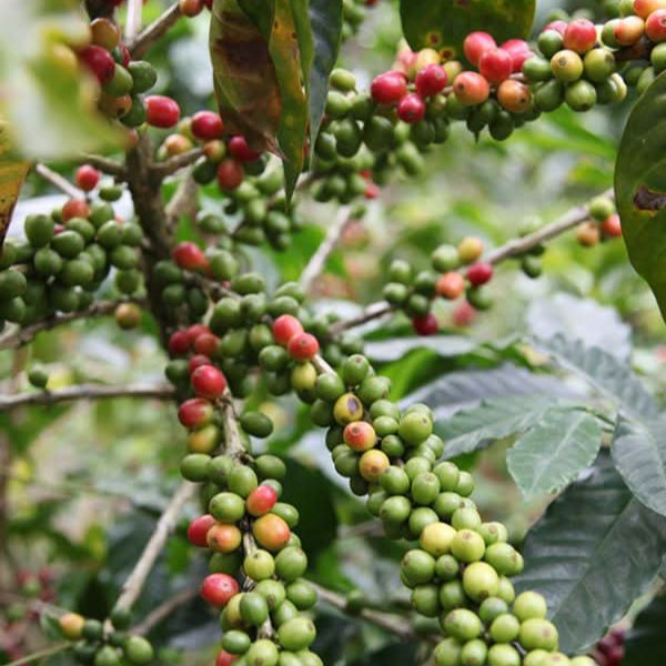 Café arabica ESPRESSO BIO - LOUTSA Torréfacteur