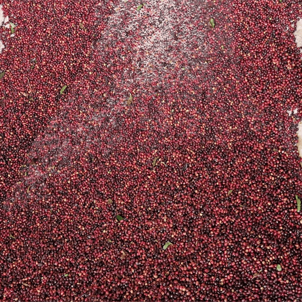 Café Costa Rica EL FUEGO6 - LOUTSA Torréfacteur