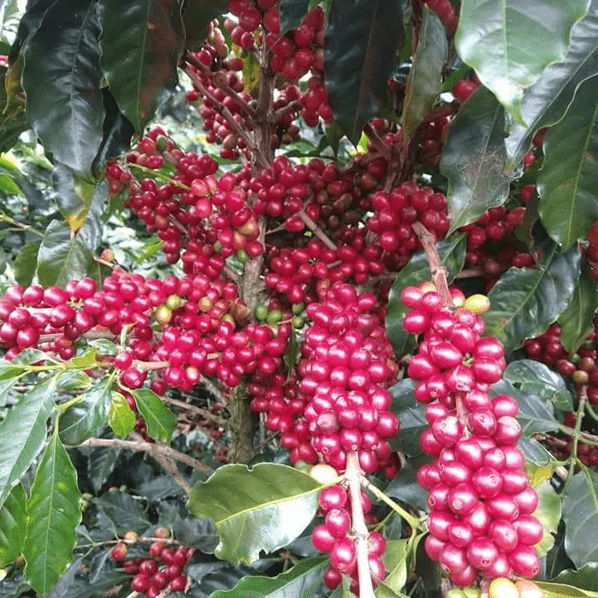 Café Costa Rica EL FUEGO6 - LOUTSA Torréfacteur