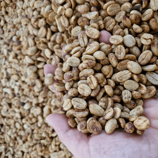 Café Costa Rica EL FUEGO6 - LOUTSA Torréfacteur