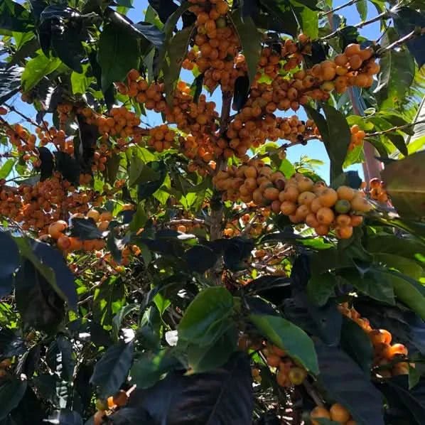 Café Costa Rica SANTA ROSA café tarrazu - LOUTSA Torréfacteur