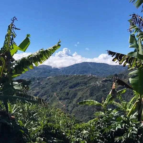 Café Costa Rica SANTA ROSA café tarrazu - LOUTSA Torréfacteur