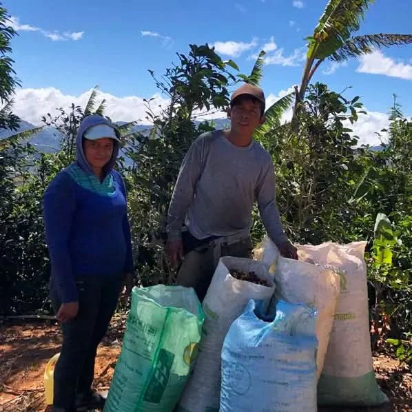 Café Costa Rica SANTA ROSA café tarrazu - LOUTSA Torréfacteur